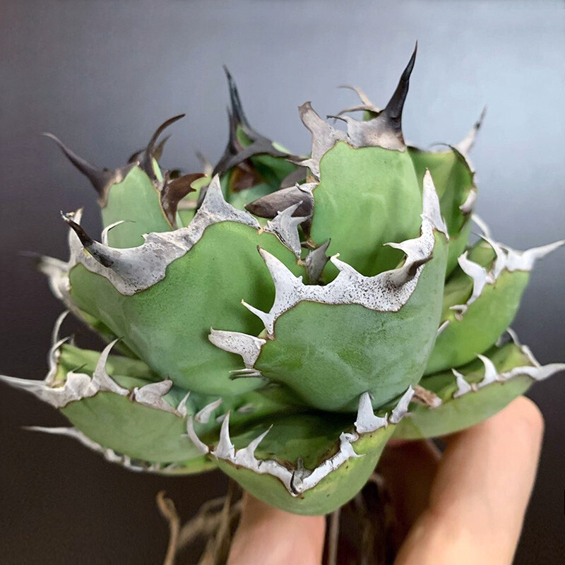 6-7cm Agave Black Whale