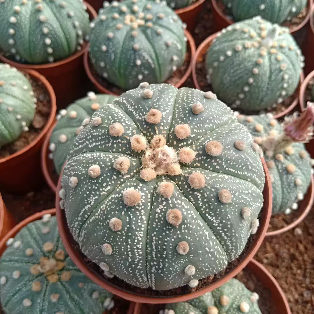 6-7cm Astrophytum Asterias