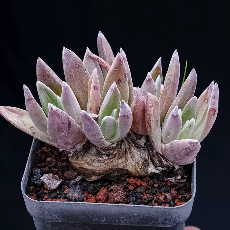 5cm 1PCS Dudleya palmeri