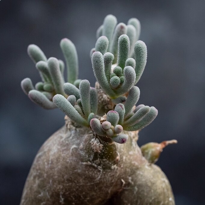 2cm 1PCS Phyllobolus tenuiflorus