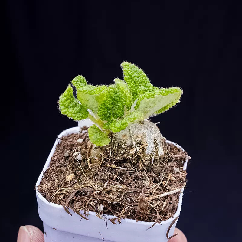 4cm Sinningia Bullata