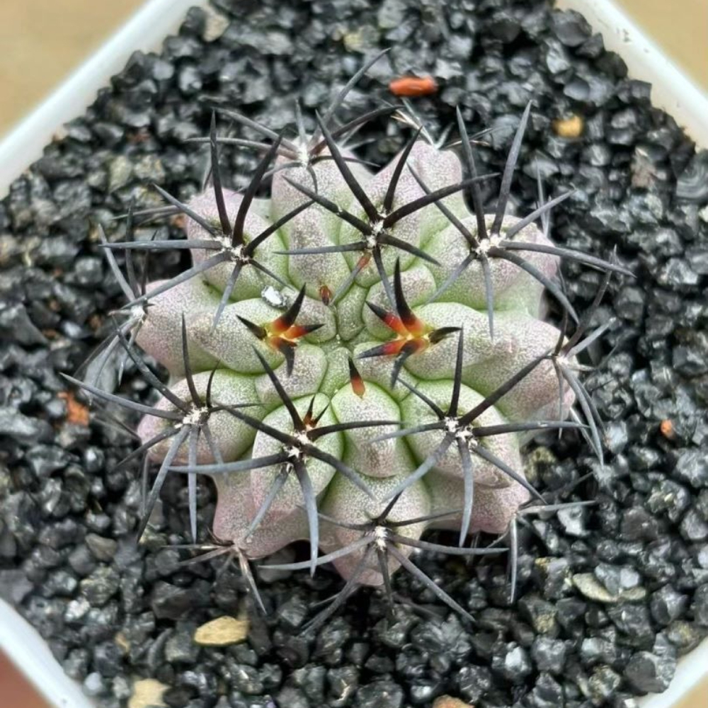 4cm 1PCS Eriosyce paucicostata