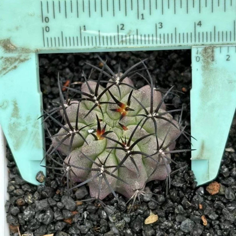 4cm 1PCS Eriosyce paucicostata