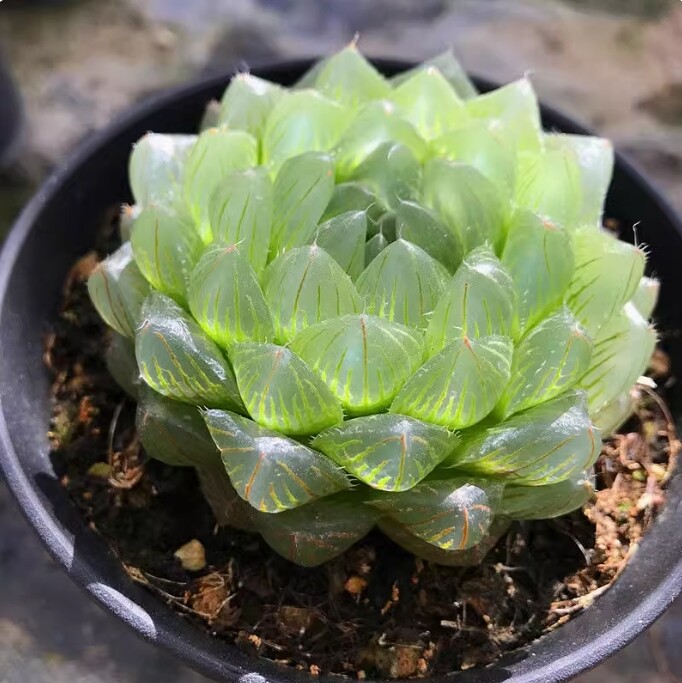 4cm Haworthia cooperi glacier