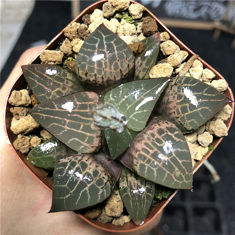 6-7cm 1PCSHaworthia Emelyae Var. Comptoniana