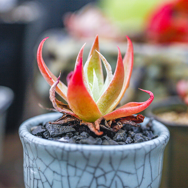 4-6cm Dudleya collomiae