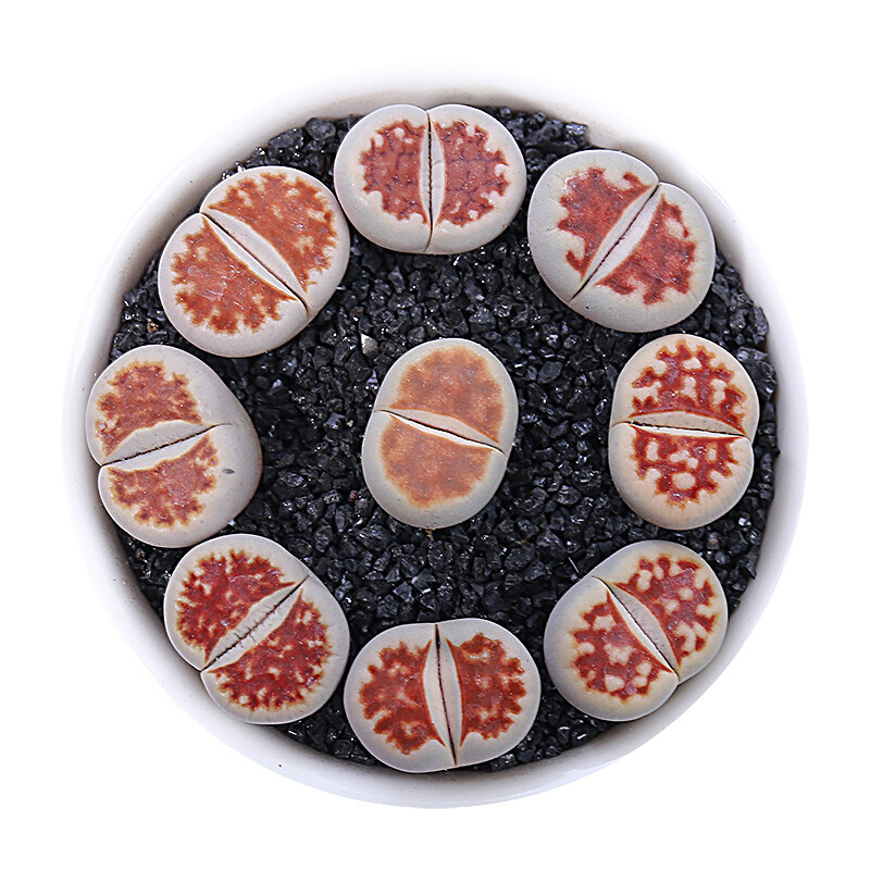 1-1.5cm Lithops Top Red