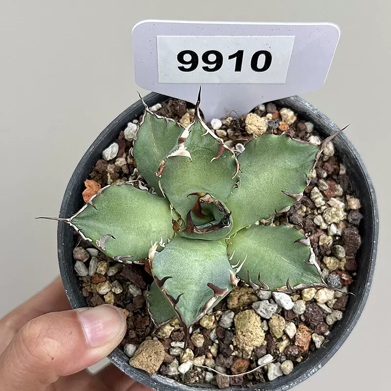 6-7cm Agave Black Whale