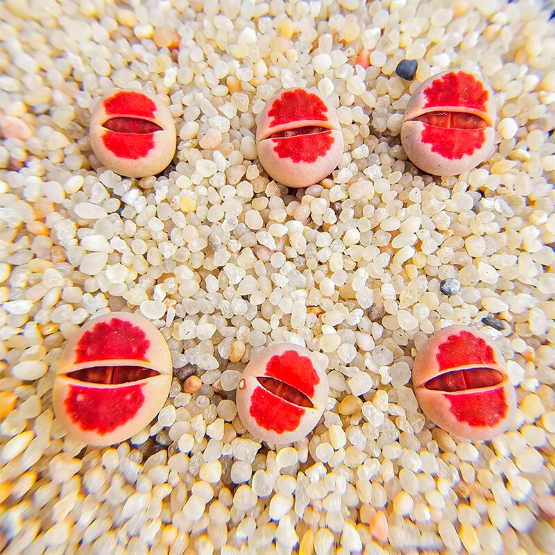 1-1.5cm Lithops Top Red