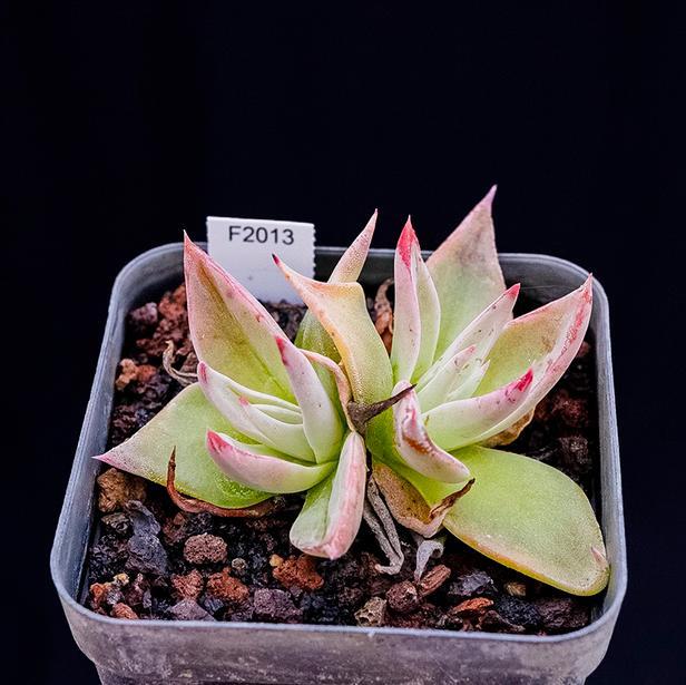 4-6cm Dudleya collomiae