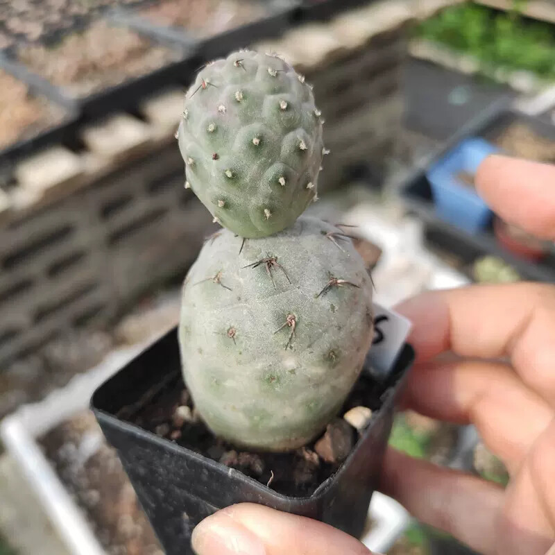6-7cm Double headed Tephrocactus geometricus