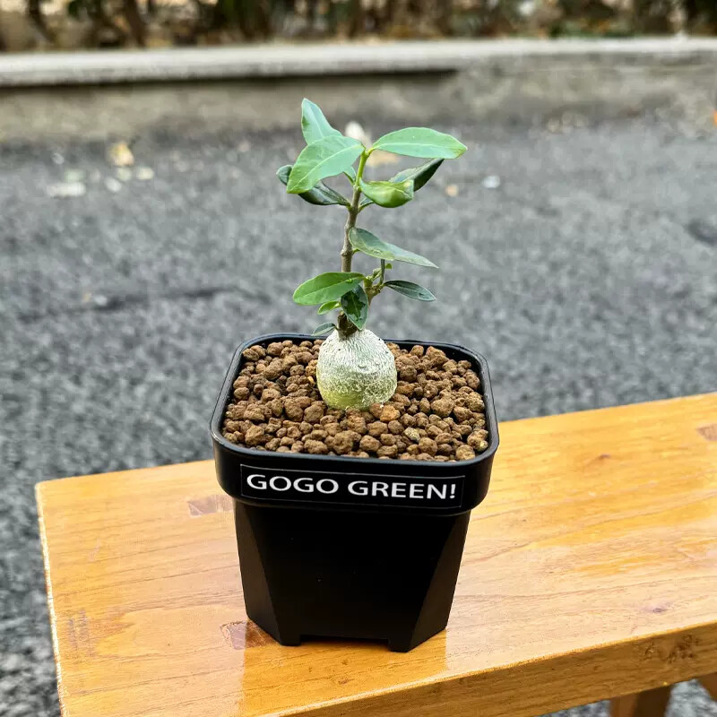 2-3cm 1PCS Fockea Edulis