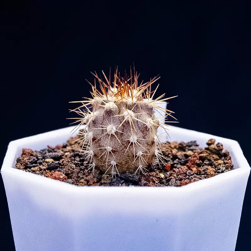 1.5-2.5cm Eriosyce Aurata