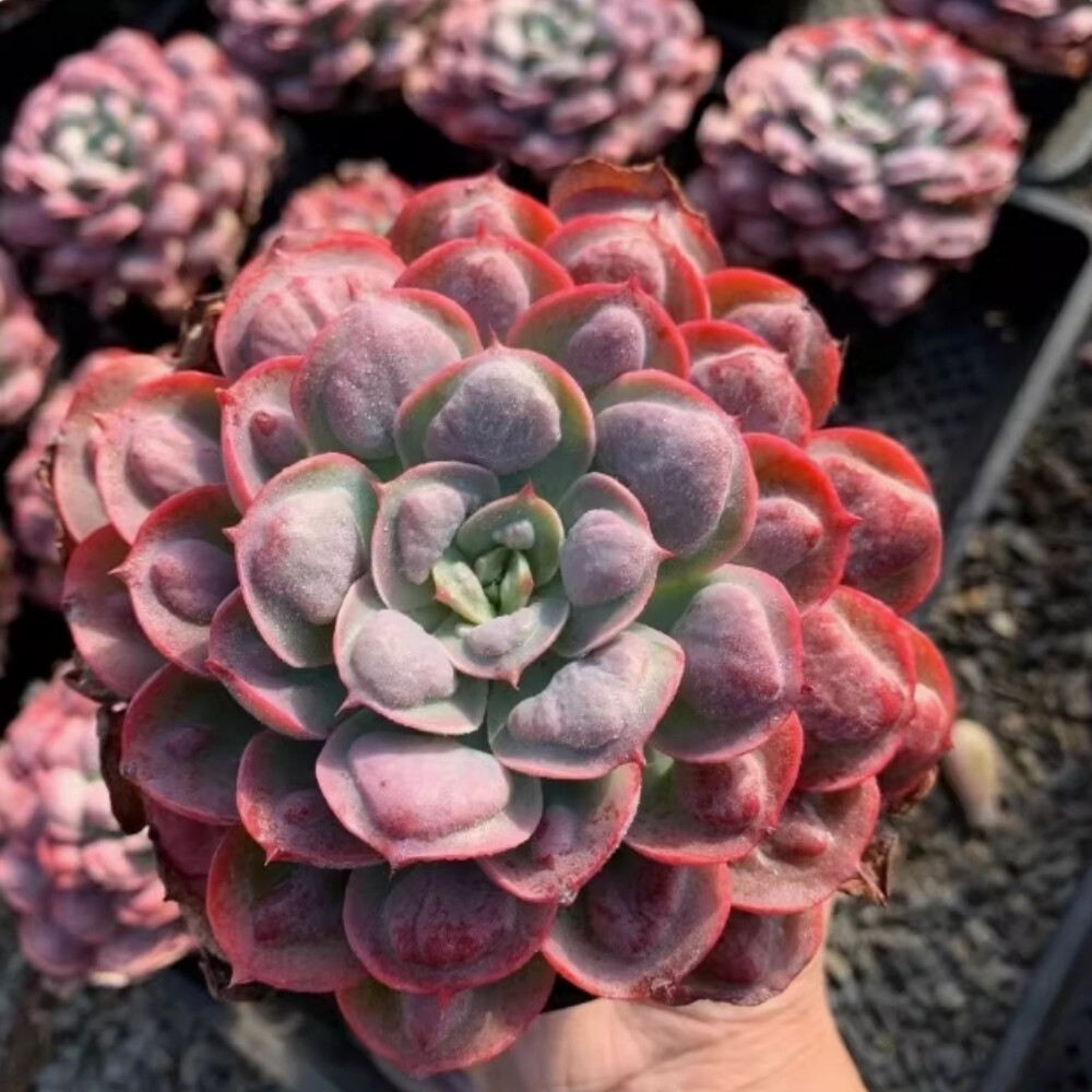 6-7cm Echeveria Rain drops