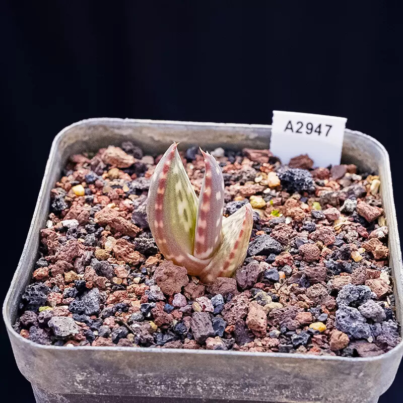 2cm 1PCS Aloe Gariepensis