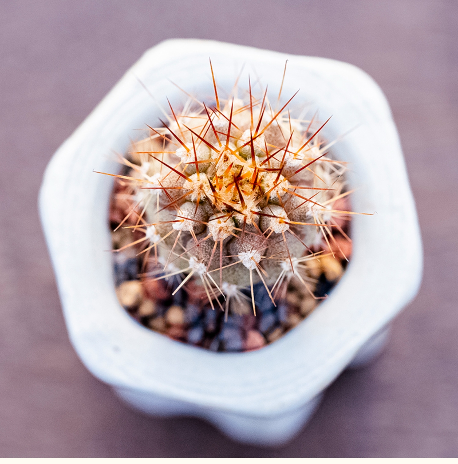 1.5-2.5cm Eriosyce Aurata