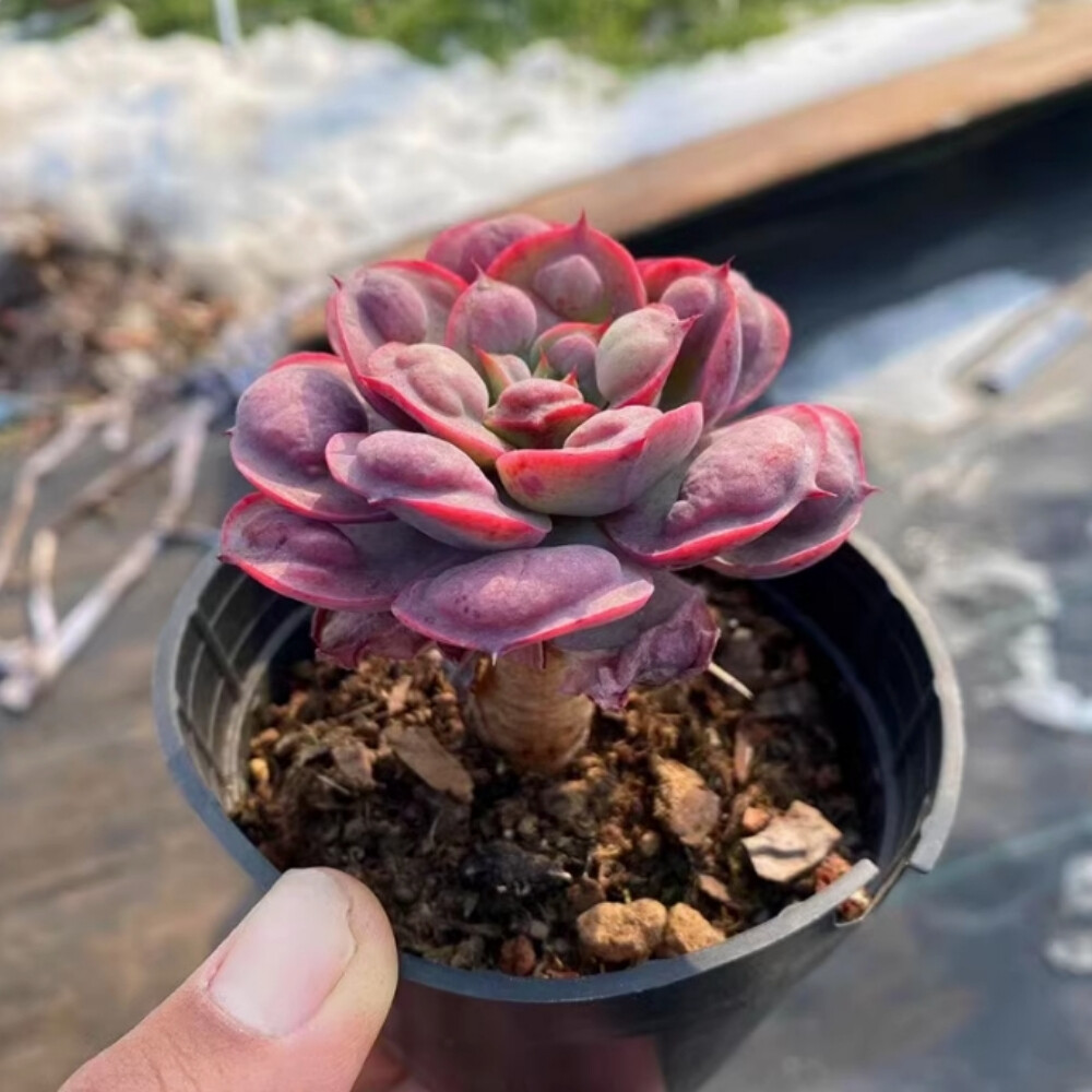 6-7cm Echeveria Rain drops