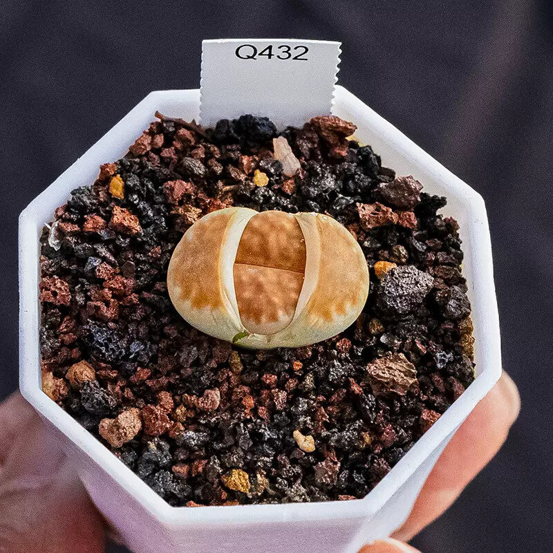 1-1.5cm Lithops Top Red