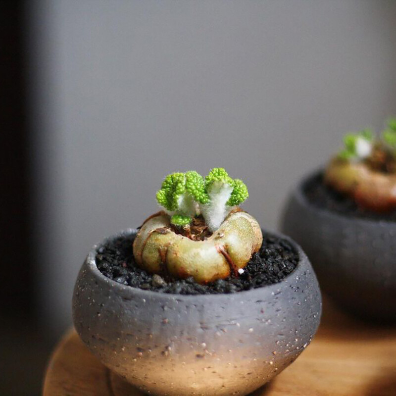 4cm Sinningia Bullata