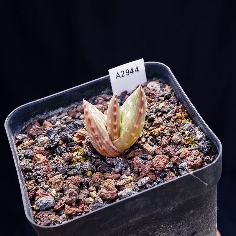 2cm 1PCS Aloe Gariepensis