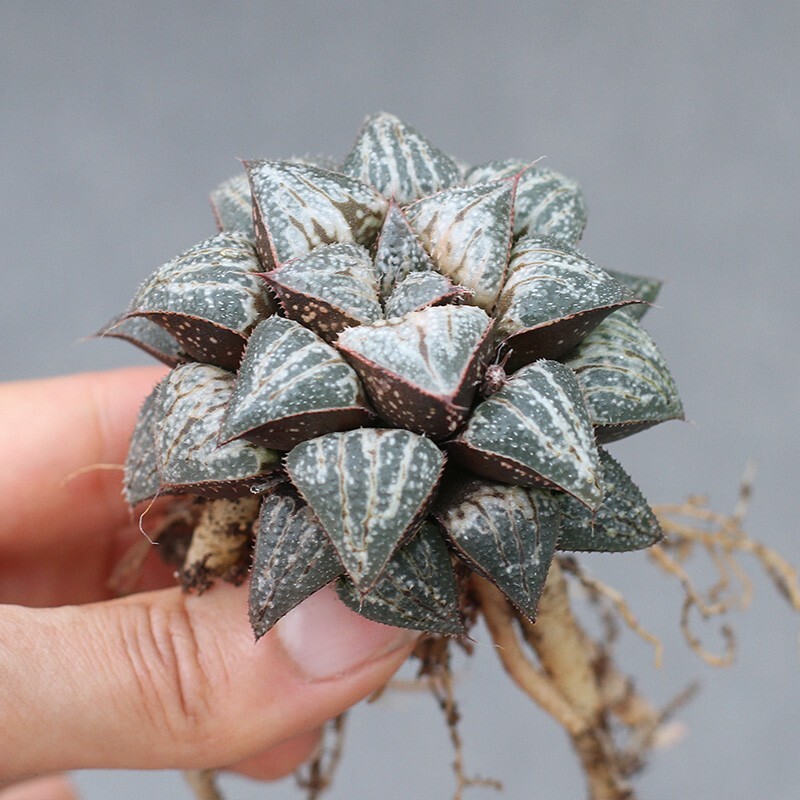 4cm Haworthia Yuki Keshiki