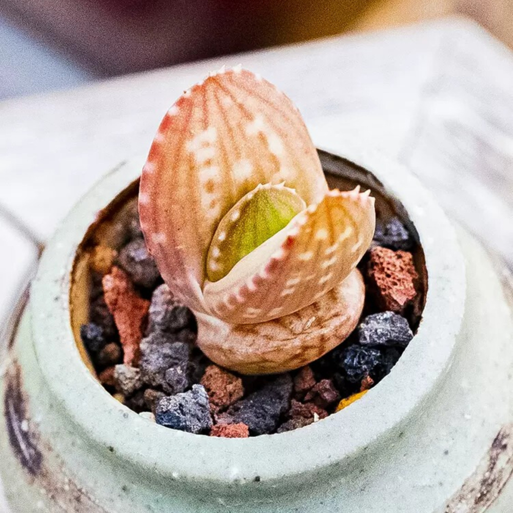 2cm 1PCS Aloe Gariepensis