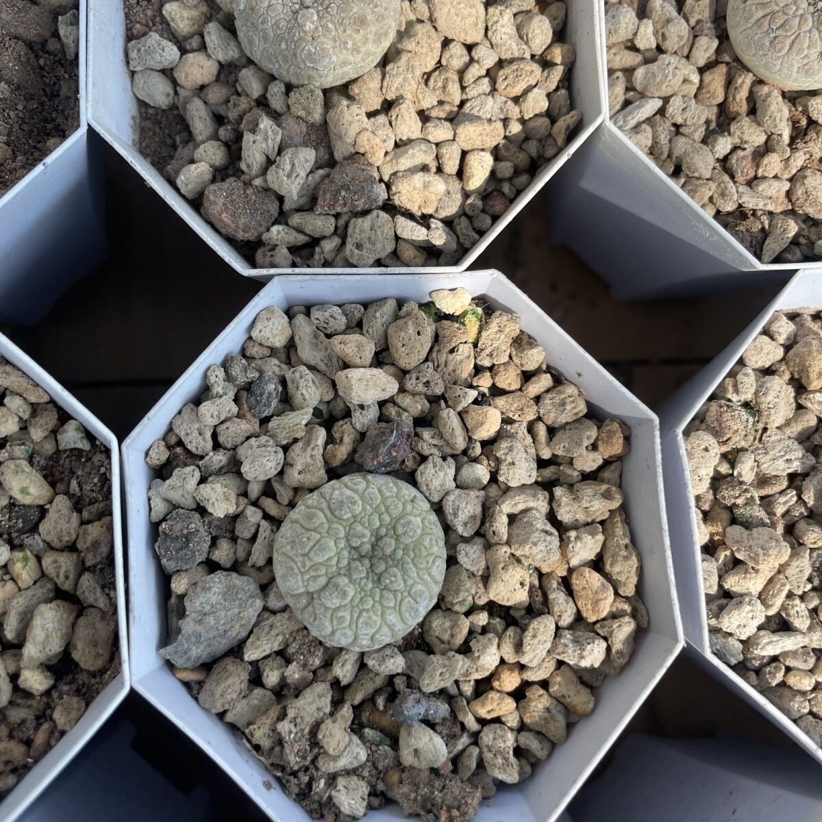 3CM Pseudolithos Migiurtinus