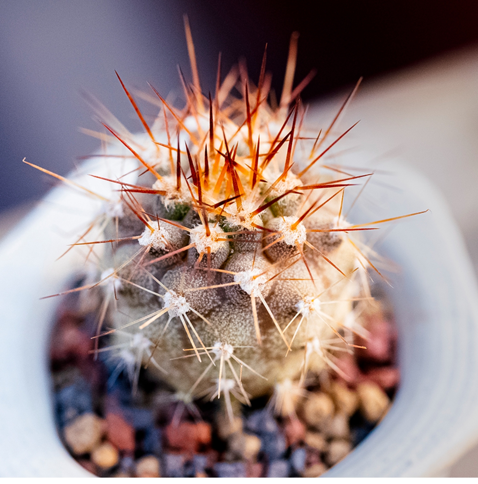 1.5-2.5cm Eriosyce Aurata