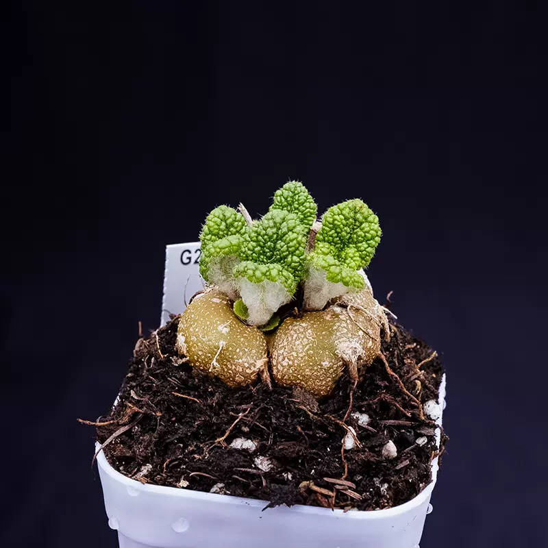 4cm Sinningia Bullata