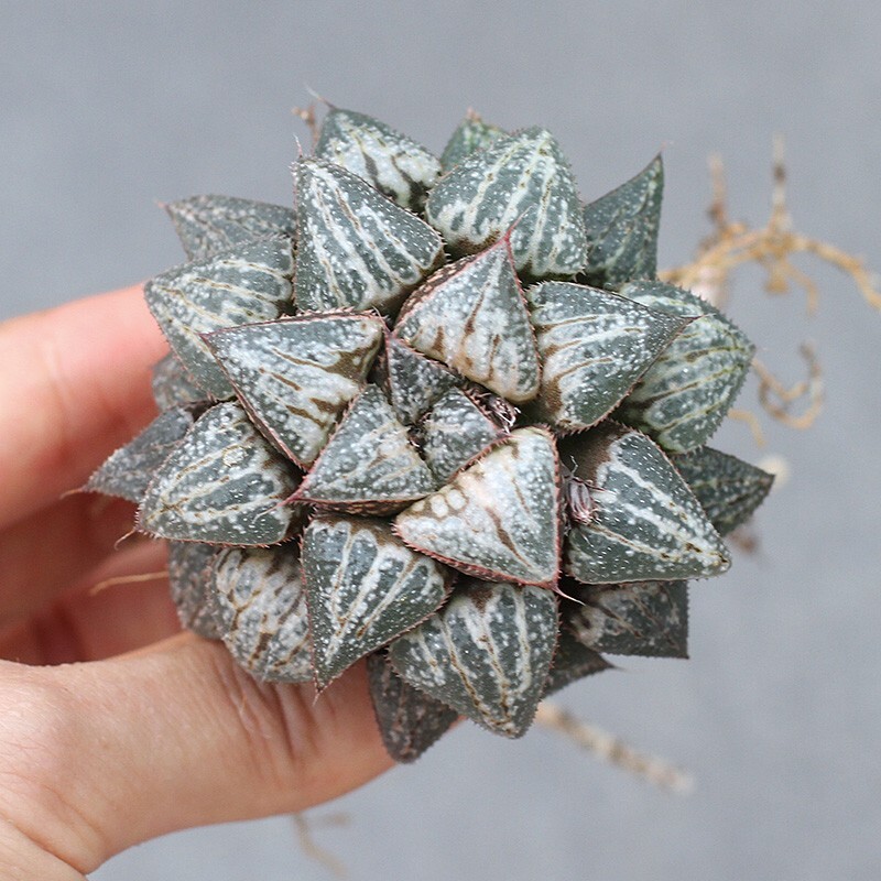 4cm Haworthia Yuki Keshiki