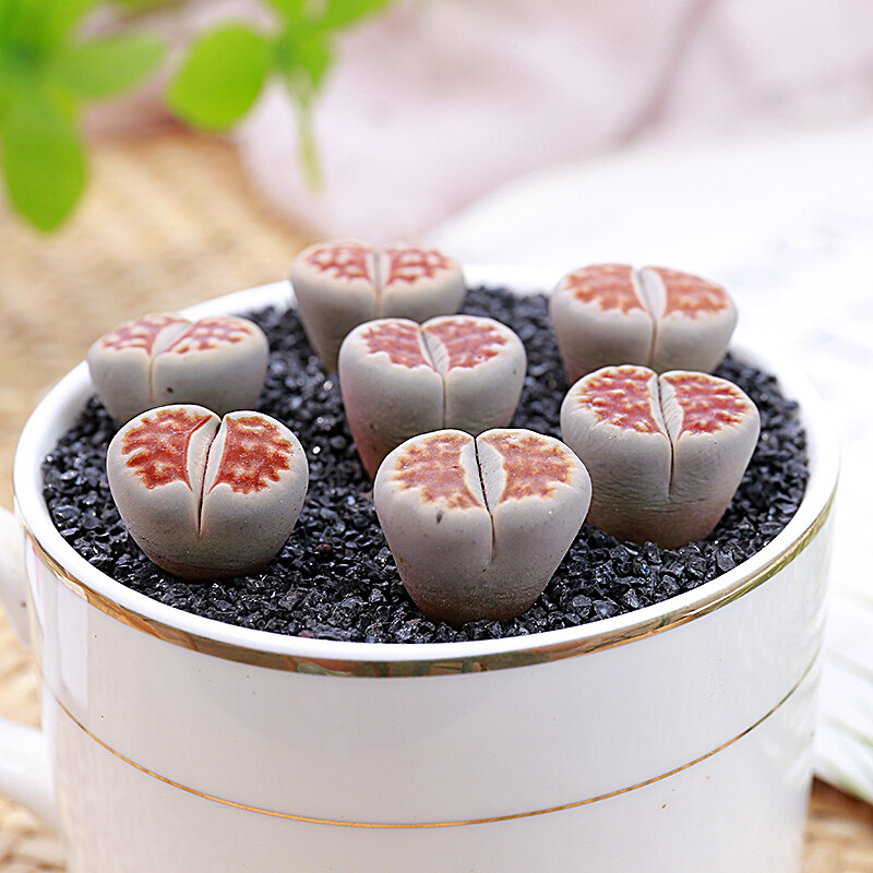 1-1.5cm Lithops Top Red