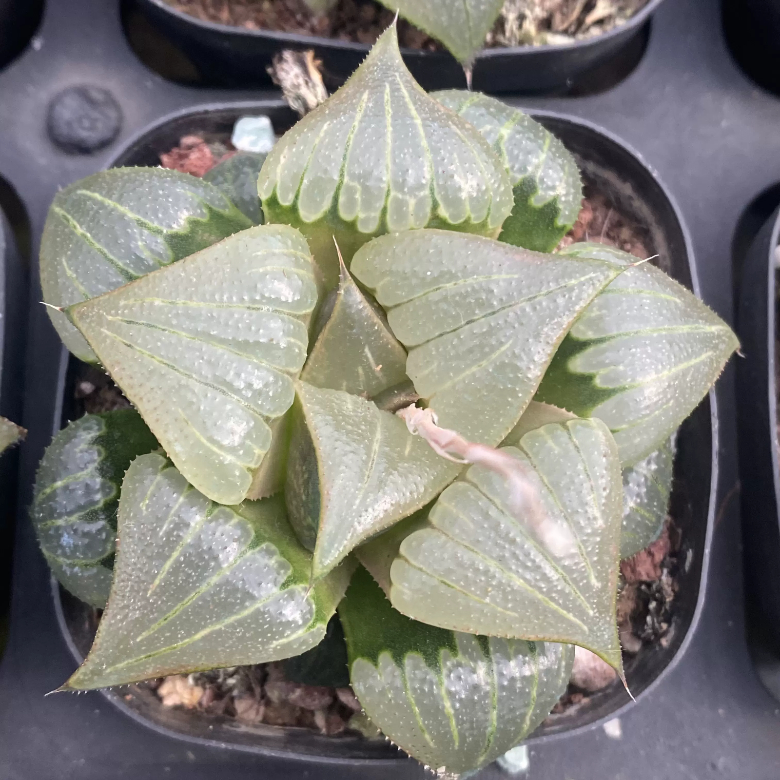 5-7CM Haworthia Mirabilis var. Badia