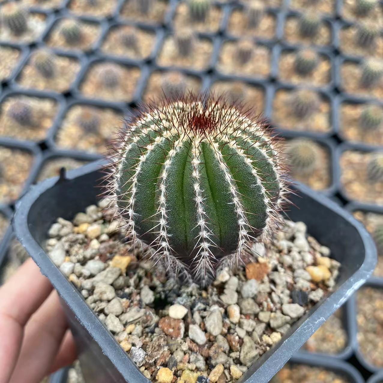 4-5cm Uebelmannia pectinifera