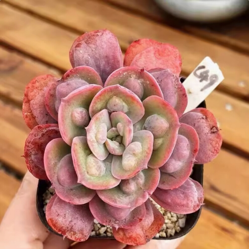 6-7cm Echeveria Rain drops