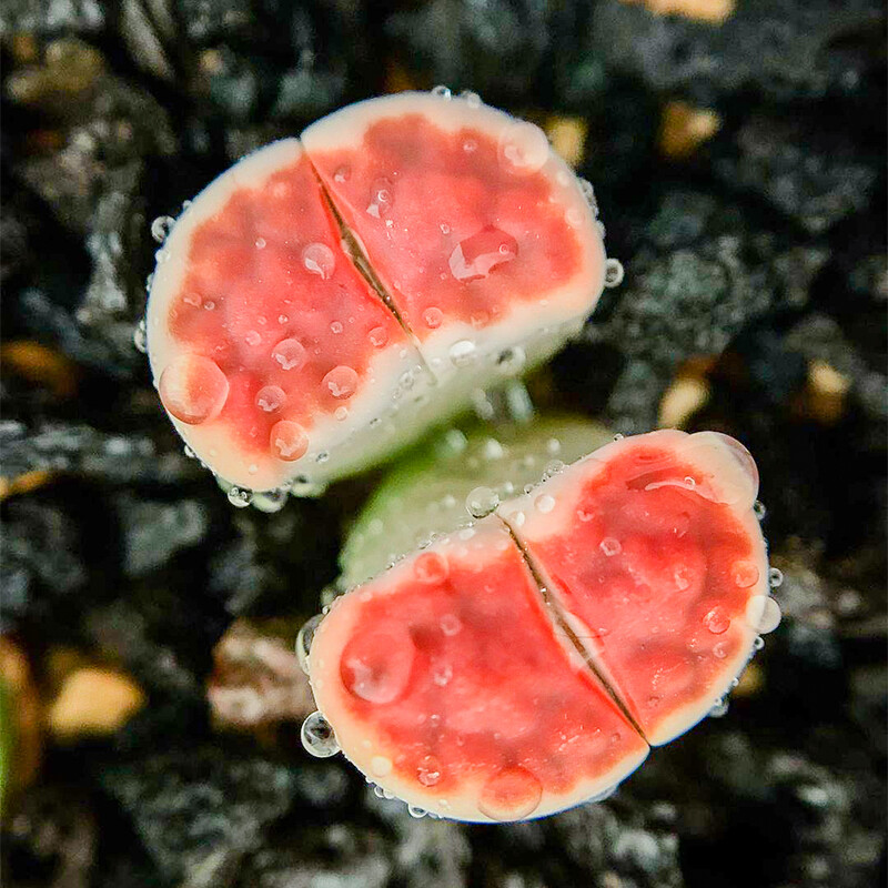 1-1.5cm Lithops Top Red
