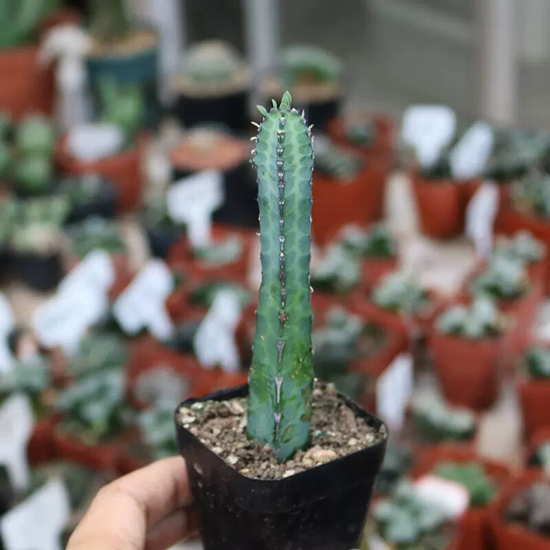 8-10cm Euphorbia Stingless