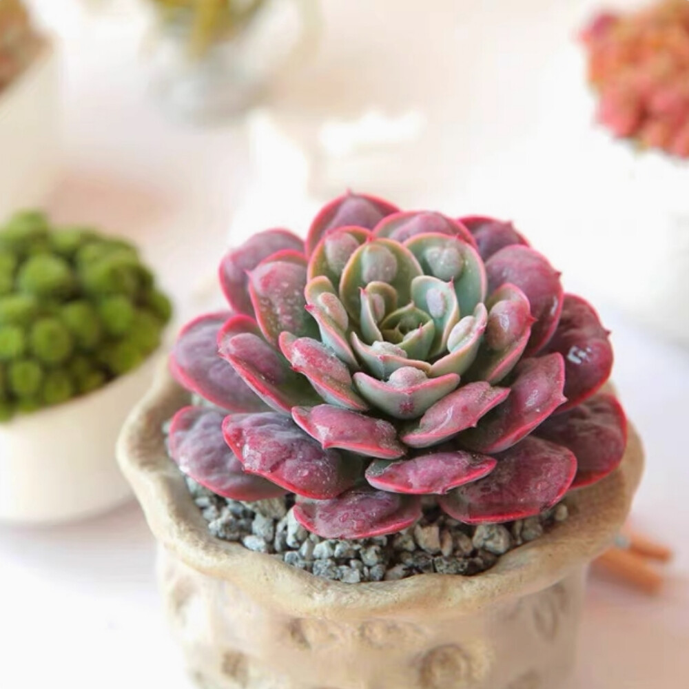 6-7cm Echeveria Rain drops