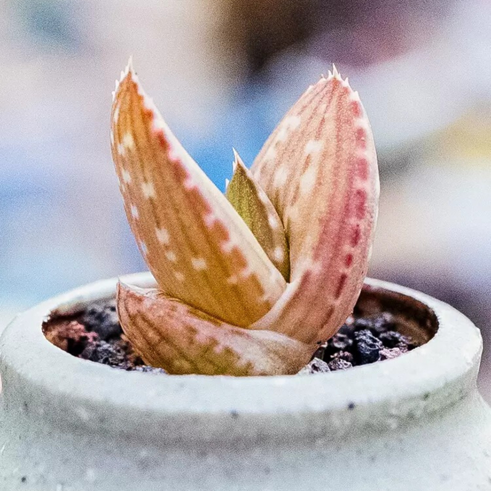 2cm 1PCS Aloe Gariepensis