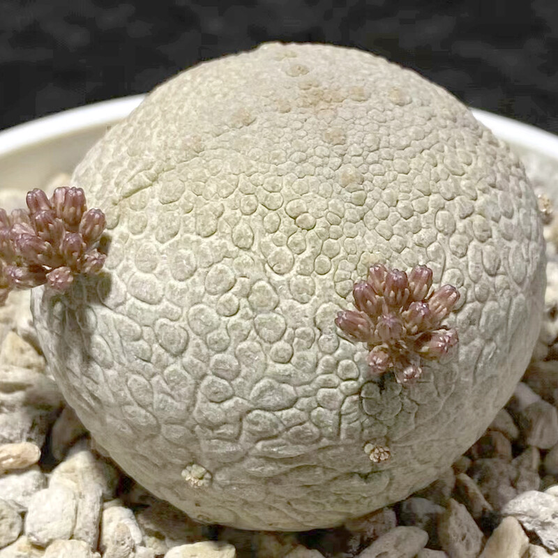 3CM Pseudolithos Migiurtinus