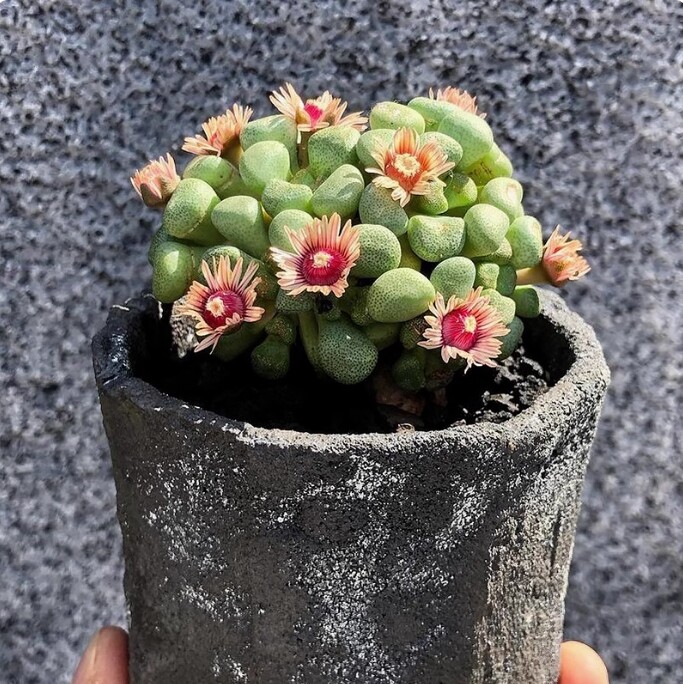 3-4cm Aloinopsis schooneesii