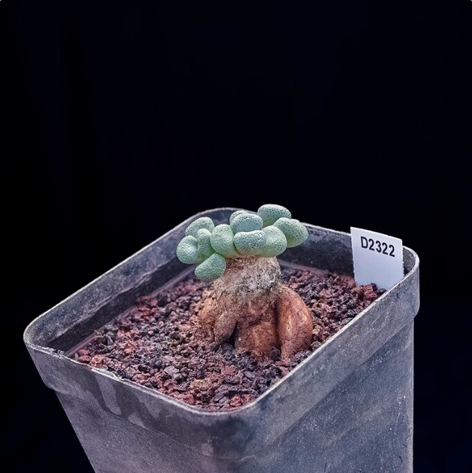 3-4cm Aloinopsis schooneesii