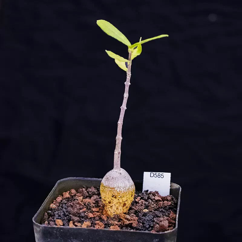 2-3cm 1PCS Fockea Edulis