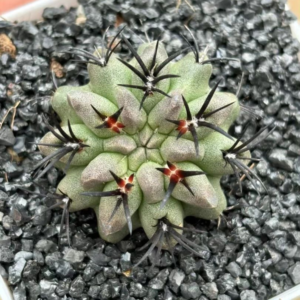 4cm 1PCS Eriosyce paucicostata