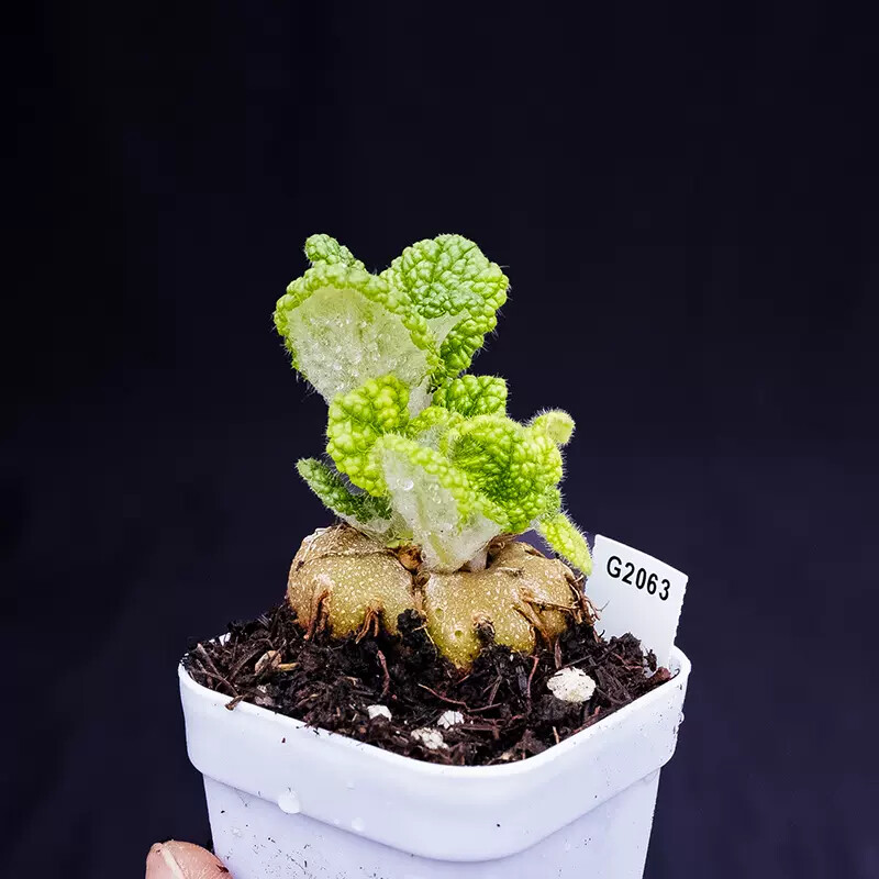 4cm Sinningia Bullata