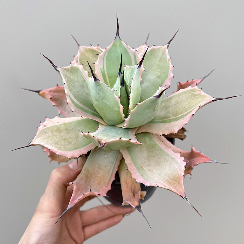 7-8cm Potatorum Agavaceae Agave