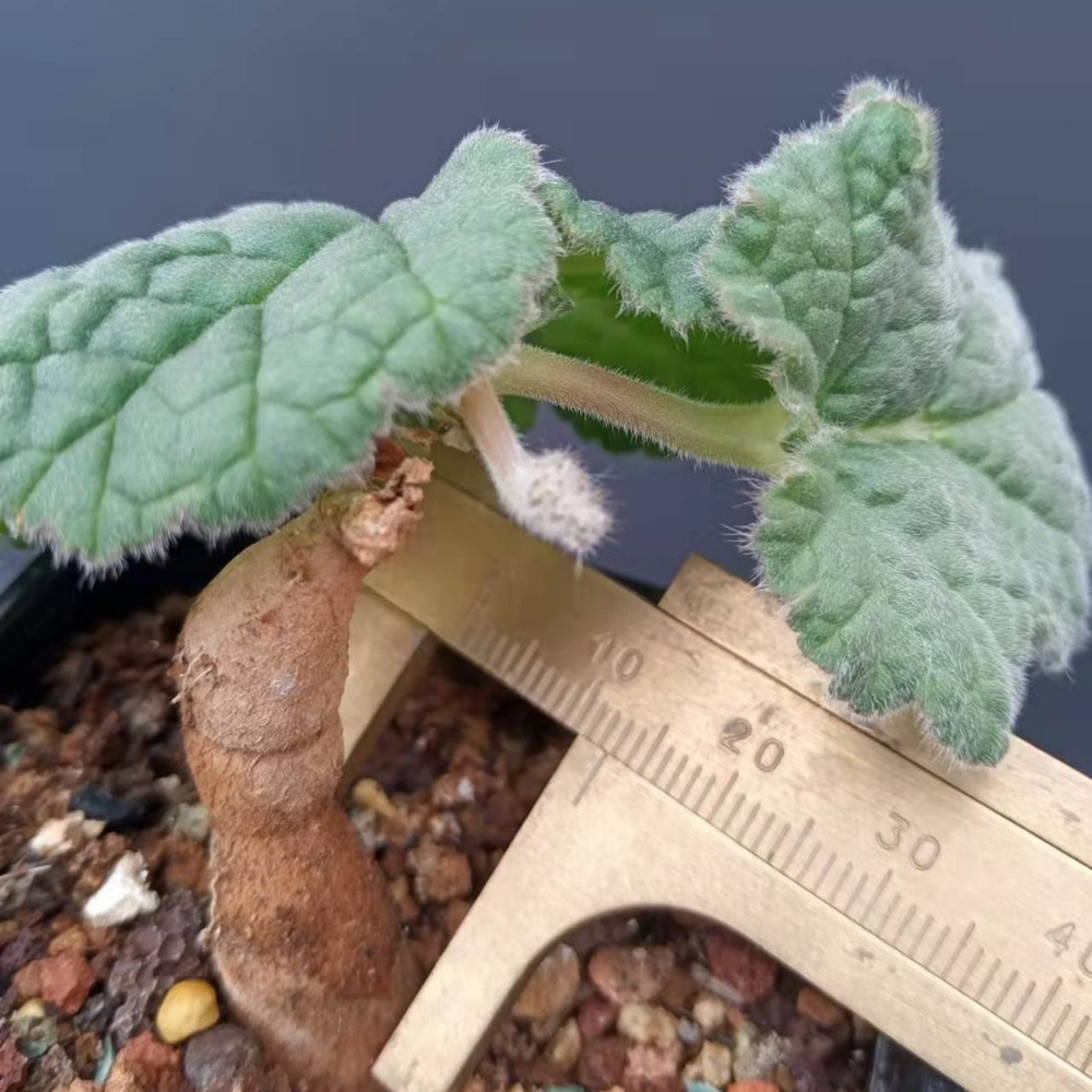 1-1.5CM Pelargonium Lobatum