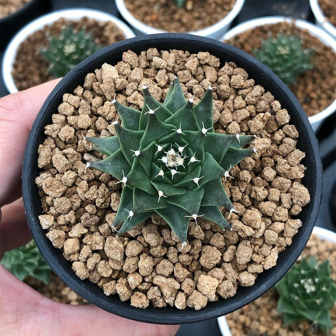 2-3cm 1PCS Obregonia Denegrii