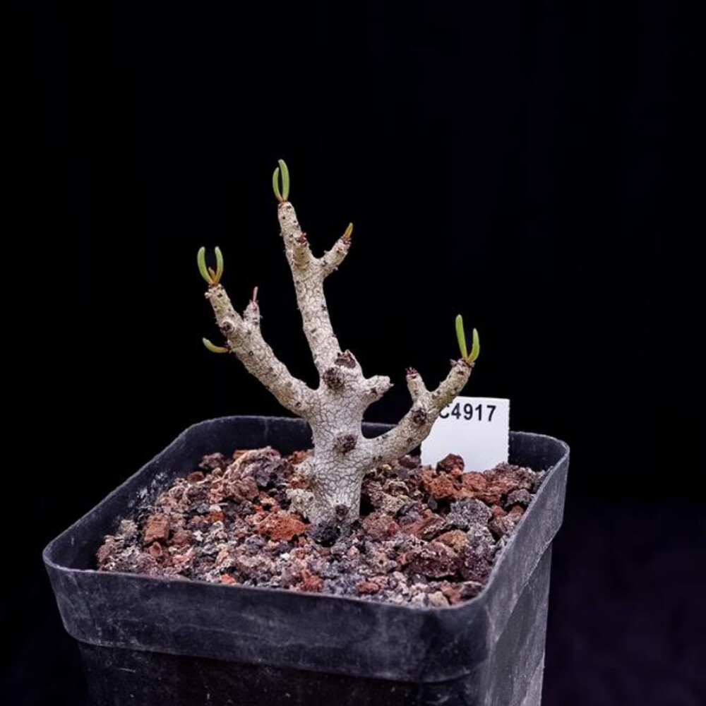 8CM 1PCS Sansevieria Pinguicula