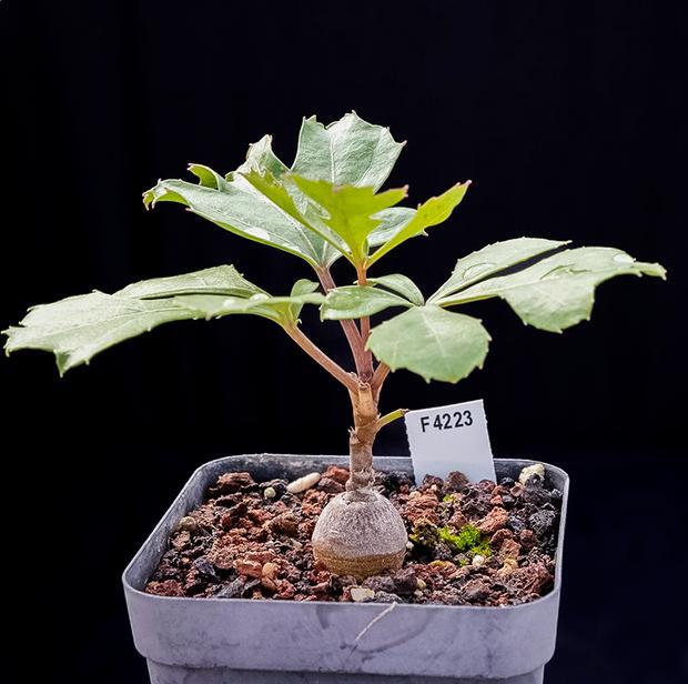 2-3CM Cussonia paniculata