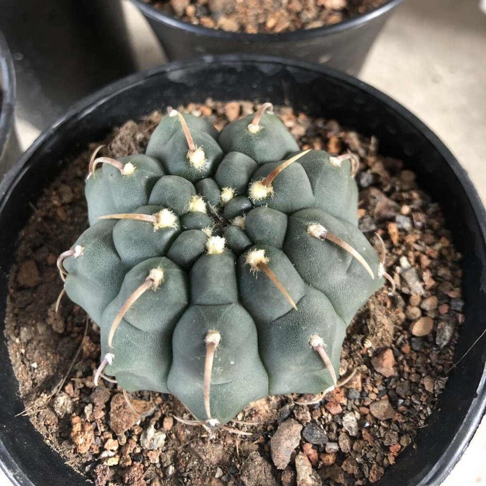 3-4cm Gymnocalycium Vatteri